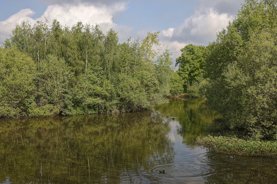 A tranquil river scene with calm water reflecting the surrounding green trees and shrubs along the banks. The river is narrow and gently winding, with a few ripples caused by ducks swimming on the surface. The trees, predominantly deciduous with fresh spring foliage, extend their branches over the water, creating a dense, lush canopy. The sky above is partly cloudy with patches of blue visible through the cloud cover. In the background, a mobile van belonging to Man With a Van Mitcham is parked near the property, indicating an ongoing home relocation process involving furniture transport and packing activities. The loading area is paved, and a few cardboard boxes and moving blankets can be seen nearby, suggesting preparations for the moving process. The scene captures a peaceful, outdoor environment supporting house removals and logistics, illustrating the careful handling of household items in a natural setting during a professional move.