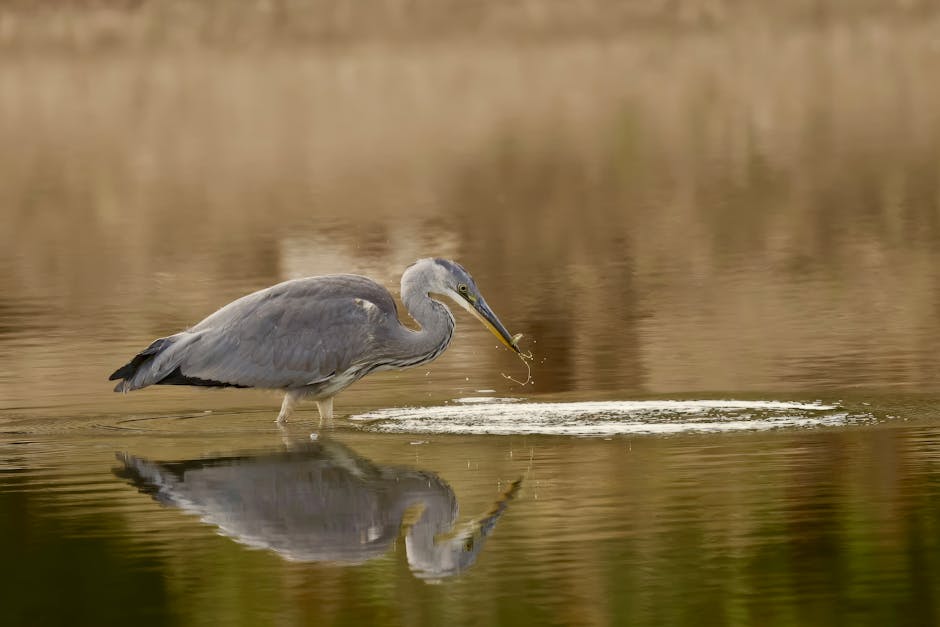 A grey heron standing in shallow water near a property, with its long legs partially submerged, as it catches fish with its sharp beak. The heron is positioned on the left side of the image, leaning forward slightly, with water droplets visible at the tip of its beak, indicating recent movement. The calm water reflects the heron’s body and the surrounding environment. In the background, blurred vegetation and possibly parts of the house’s entrance or garden are visible, suggesting an outdoor setting adjacent to a home. The scene is well-lit with natural light, highlighting the heron’s feathers and the rippling water surface, emphasizing a peaceful, natural environment. This image relates to the process of home relocation, with a focus on the natural surroundings often involved in residential moving or outdoor loading areas, as seen in the services offered by Man With a Van Mitcham.
